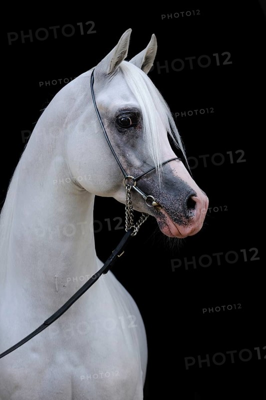 Arabian thoroughbred