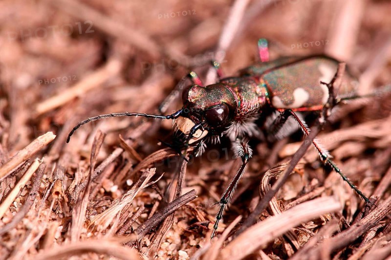 Northern dune tiger beetle