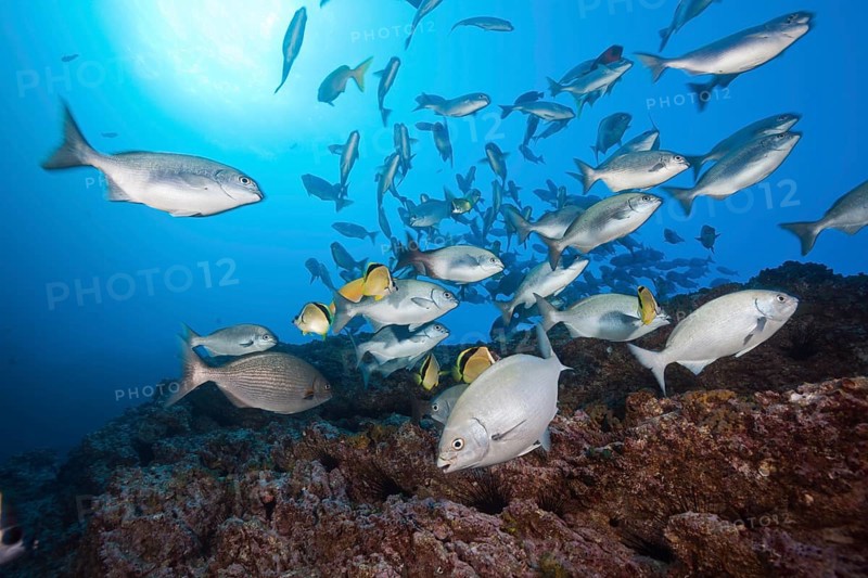Shoal of bluegill at cleaning station