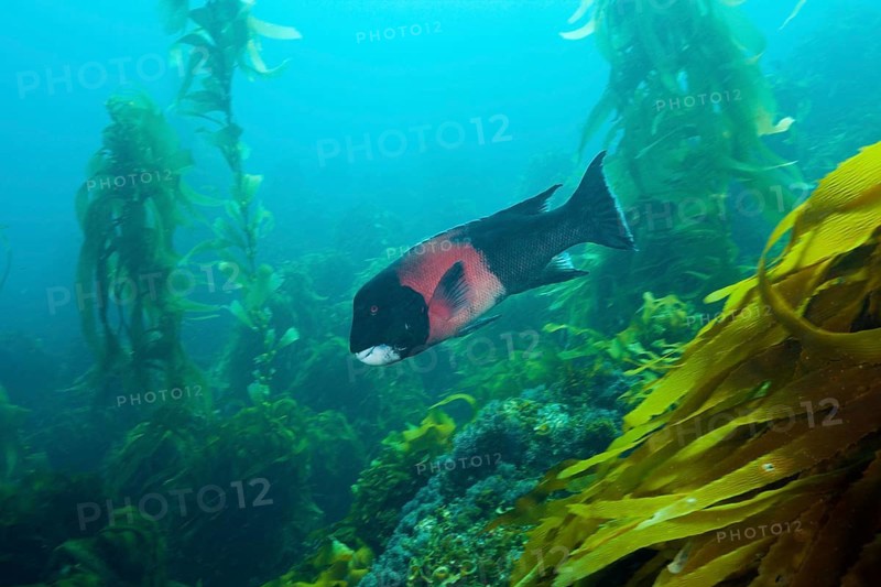 California hogfish