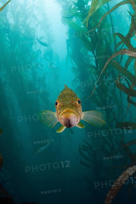 Kelp Bass
