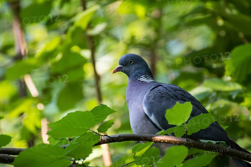 Common wood pigeon