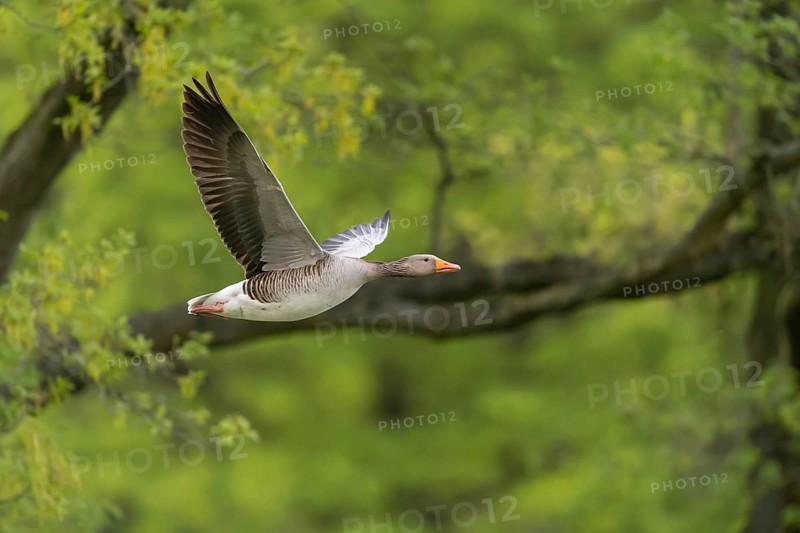 Greylag goose