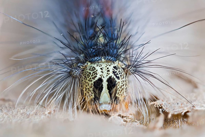 Gypsy moth