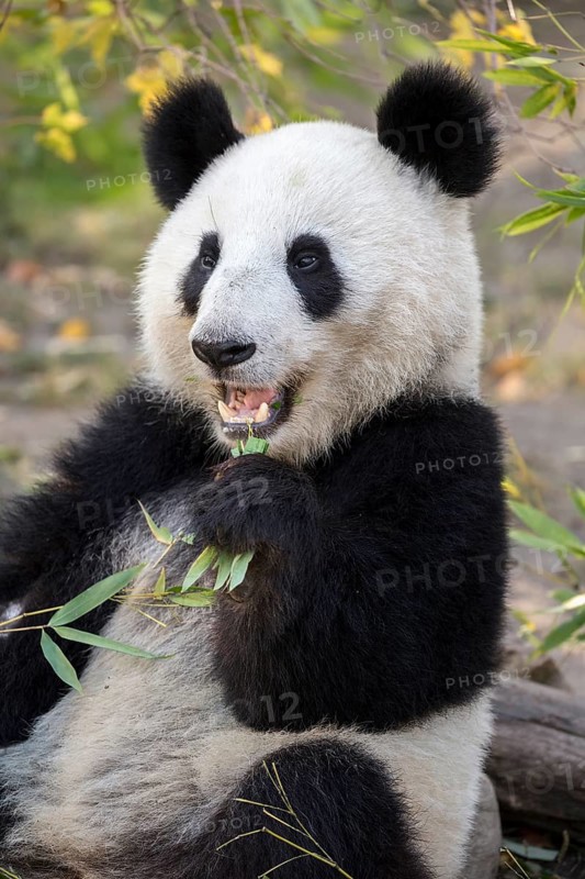 Giant Panda