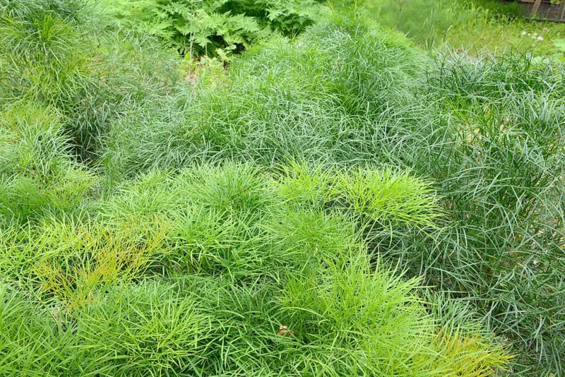 Peucedanum officinale
