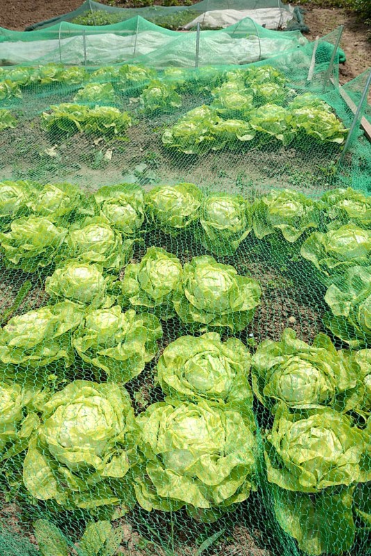 Vegetable patch with salad