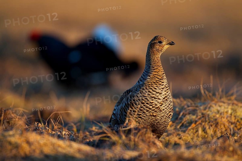 Black grouse
