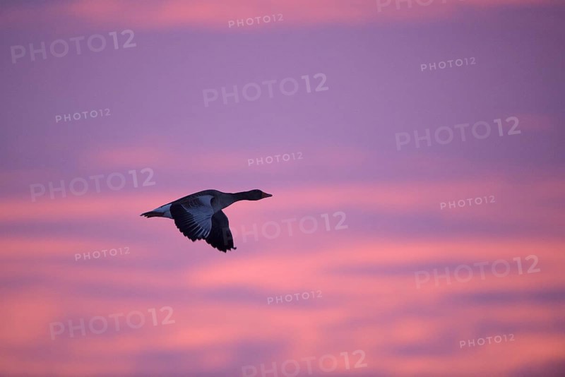 Greylag goose