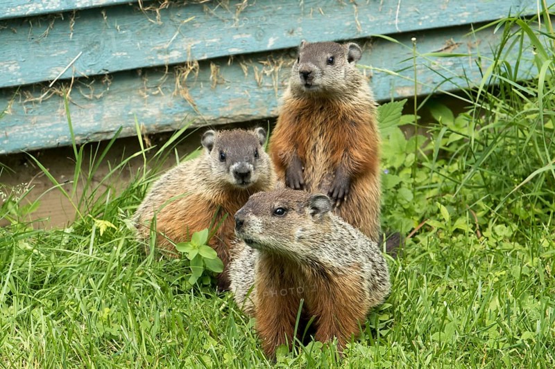 Woodchucks