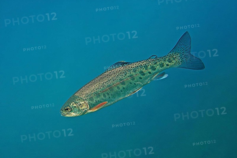 Rainbow trout