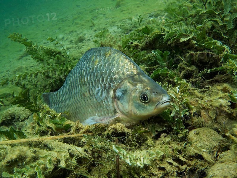 Prussian carp