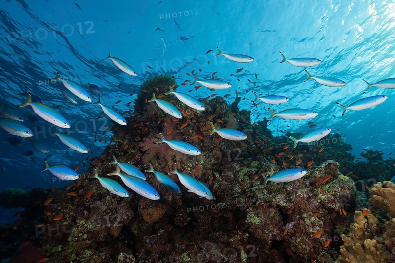 Suez fusiliers on the reef