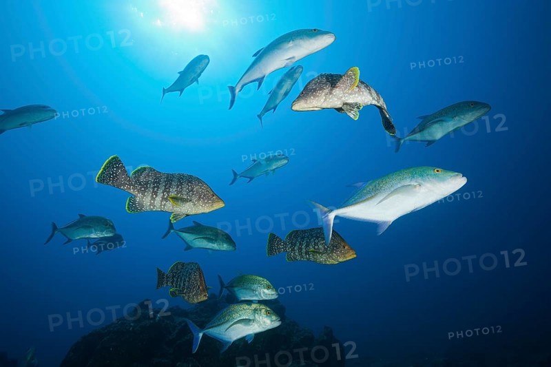 Bluefin trevallies