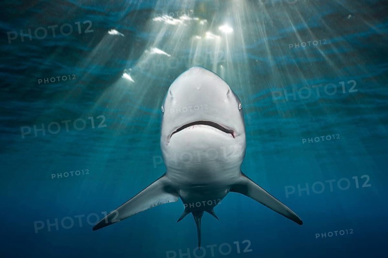 Blacktip Shark