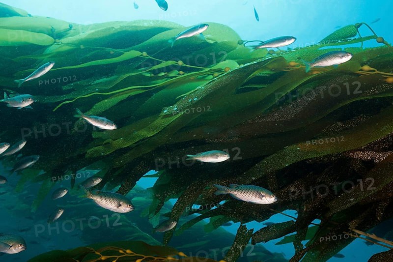 Swallowtail damselfish in kelp