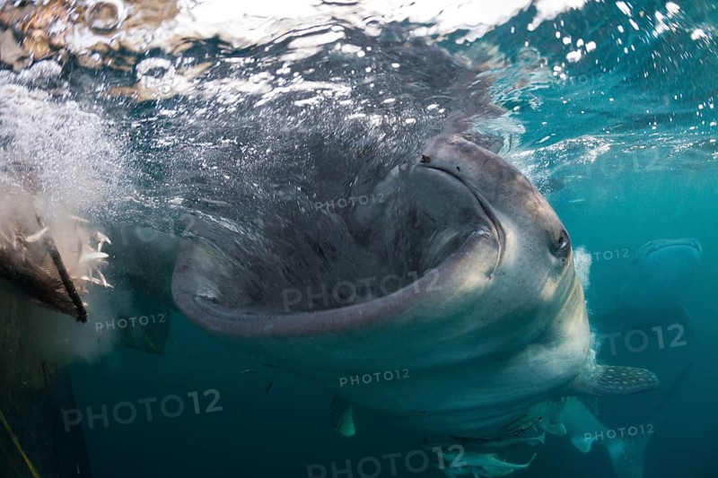 Feeding whale shark