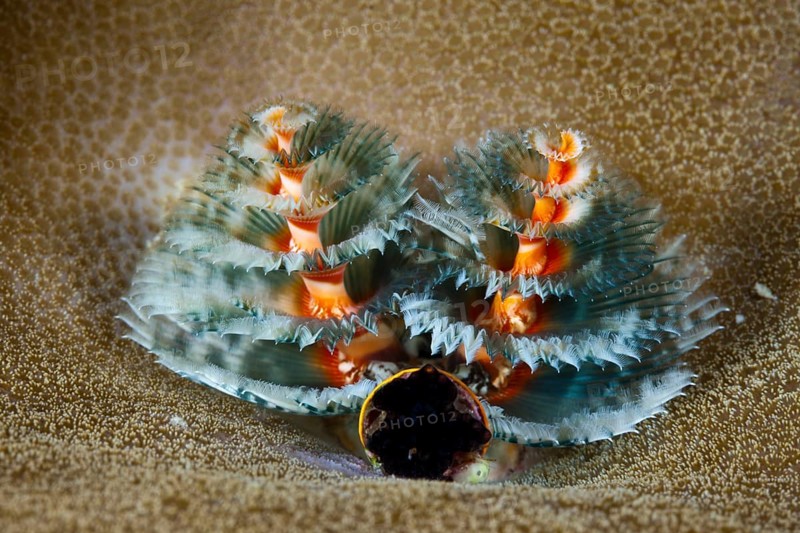 Blue tubeworm