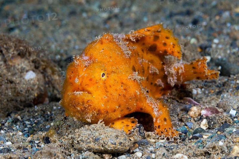 Orange round-spotted frogfish