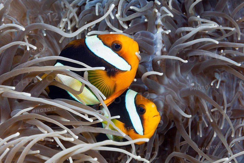 Pair of Clark's anemonefish