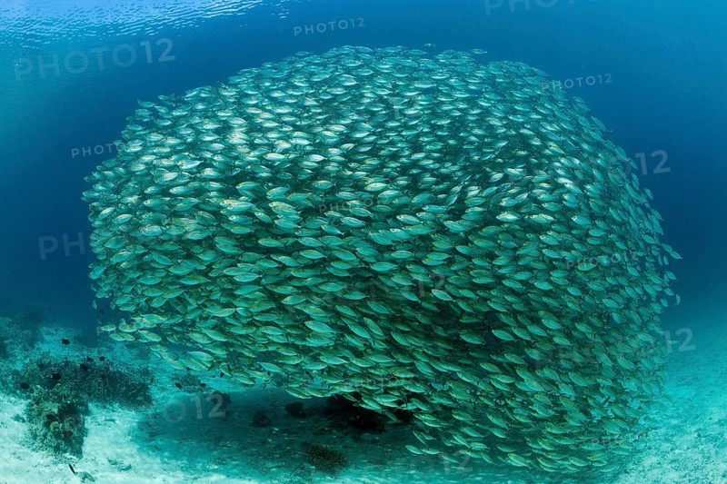Shoal of ox-eye mackerel