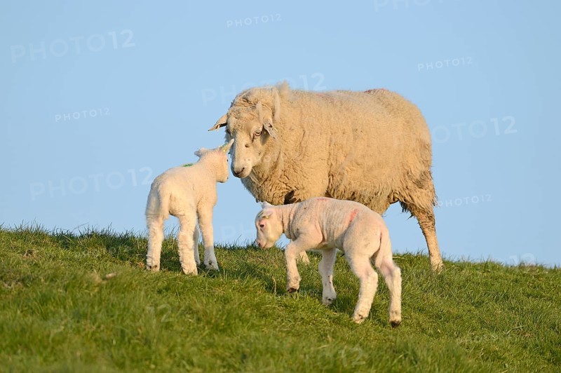 Domestic sheep with two lambs