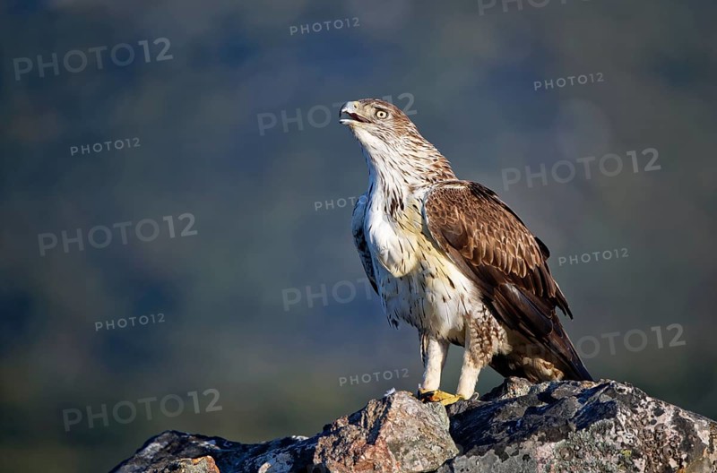 Bonelli's eagle