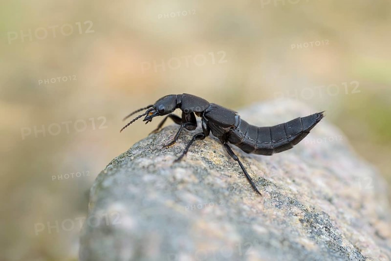 Devil's coach-horse beetle