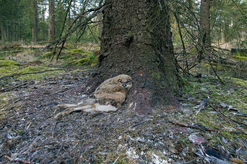 Eurasian eagle-owl