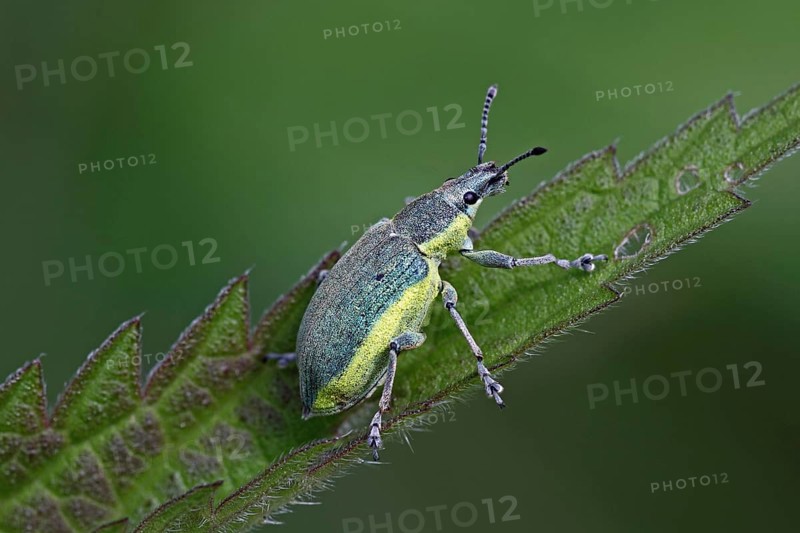Dark green yellows weevil