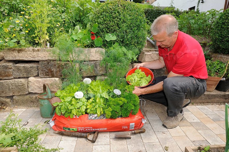 Garden soil with herbs and salad