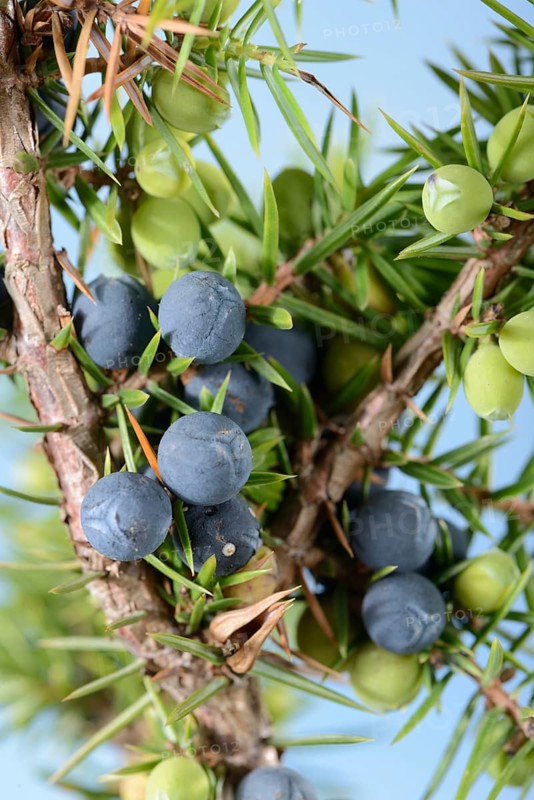 Juniper berries