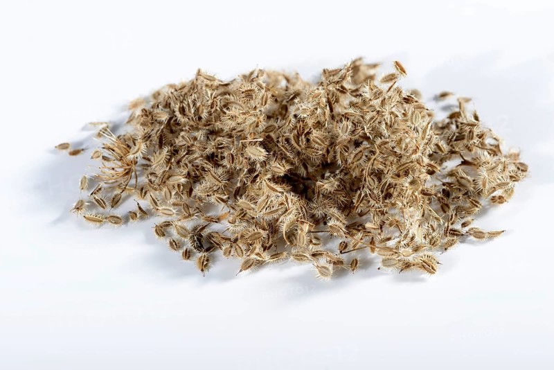 Wild carrot