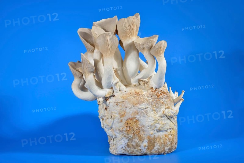 King trumpet mushroom