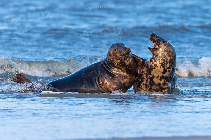 Grey Seal