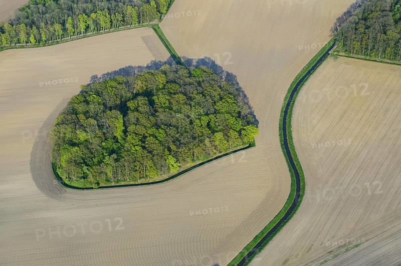 Field shrubs and bushes