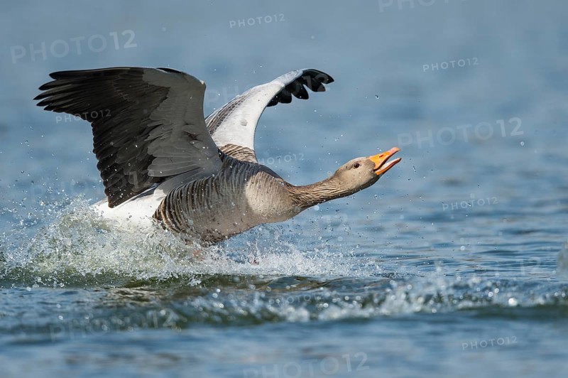 Greylag goose