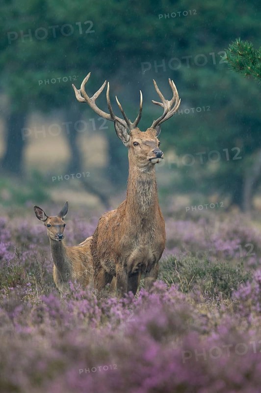Red deer