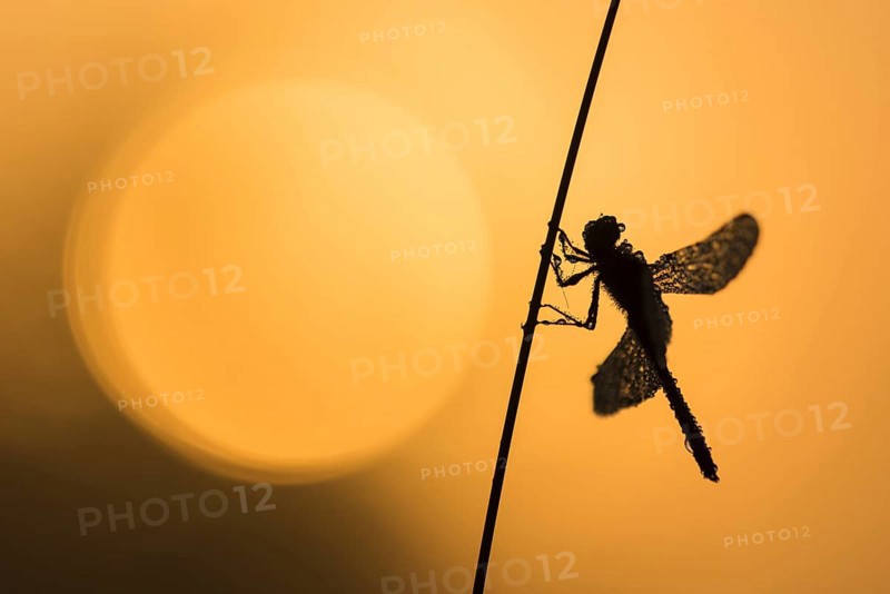 Spotted Darter