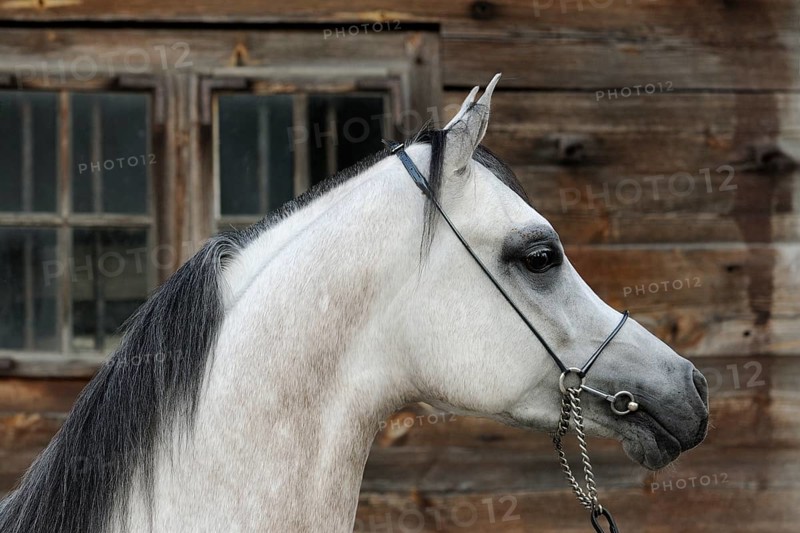 Arabian thoroughbred