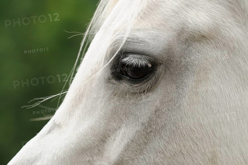 Arabian thoroughbred
