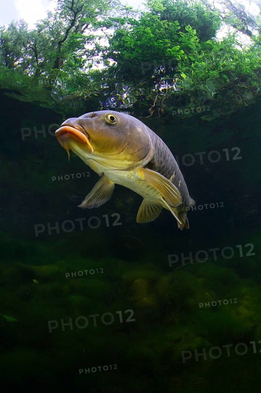 Mirror carp