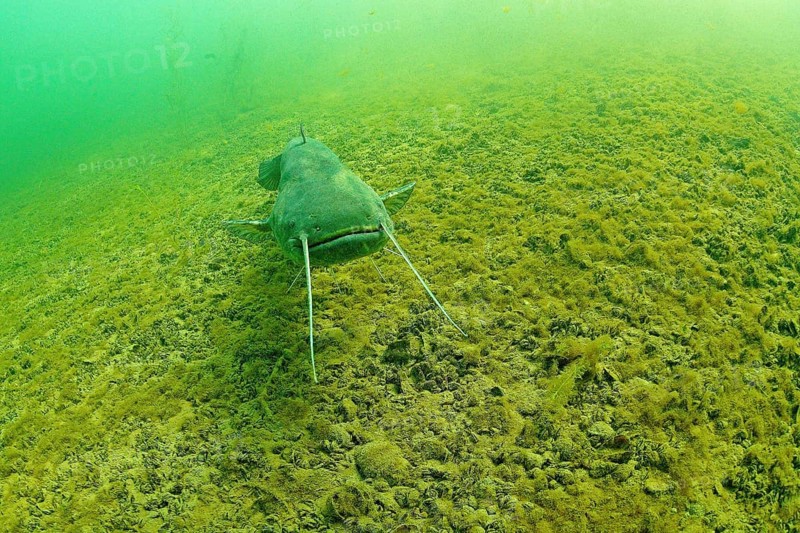 Wels catfish