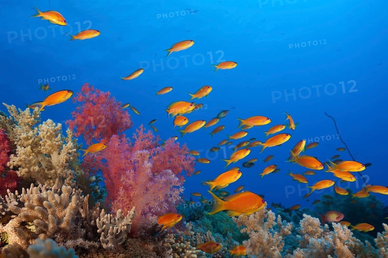 Harem flagfish on the reef