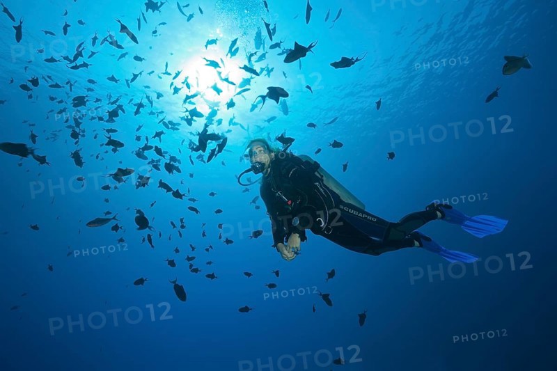 Scuba Diver and Shoal of Redtooth Triggerfish