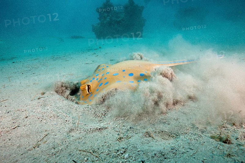 Bluespotted ribbontail ray