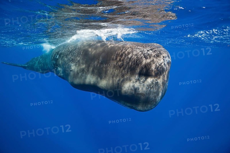 Sperm whale