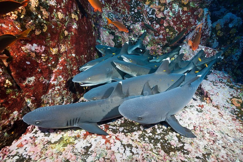 Whitetip reef sharks