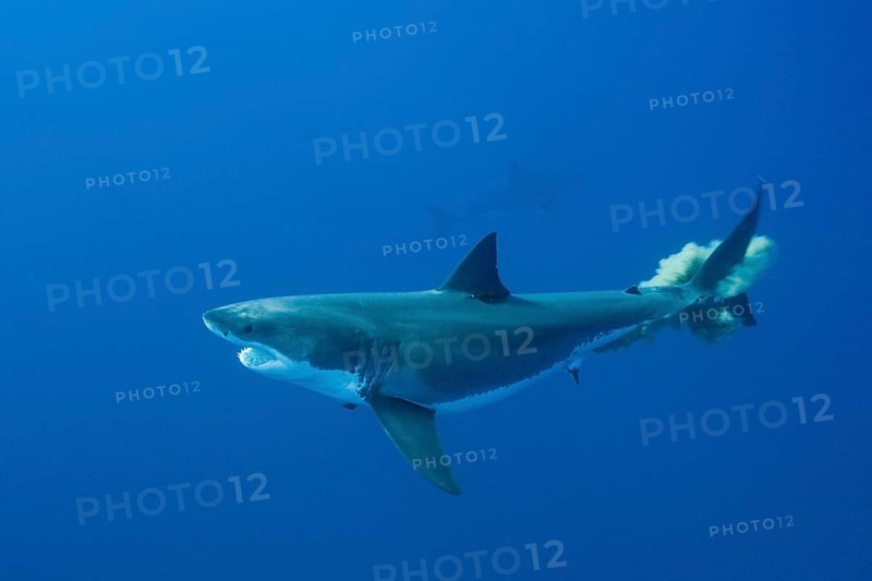 Great white shark