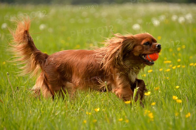 Cavalier King Charles Spaniel